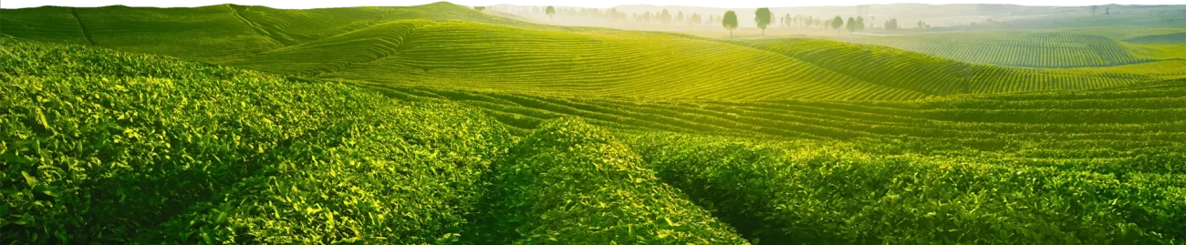 media title bg